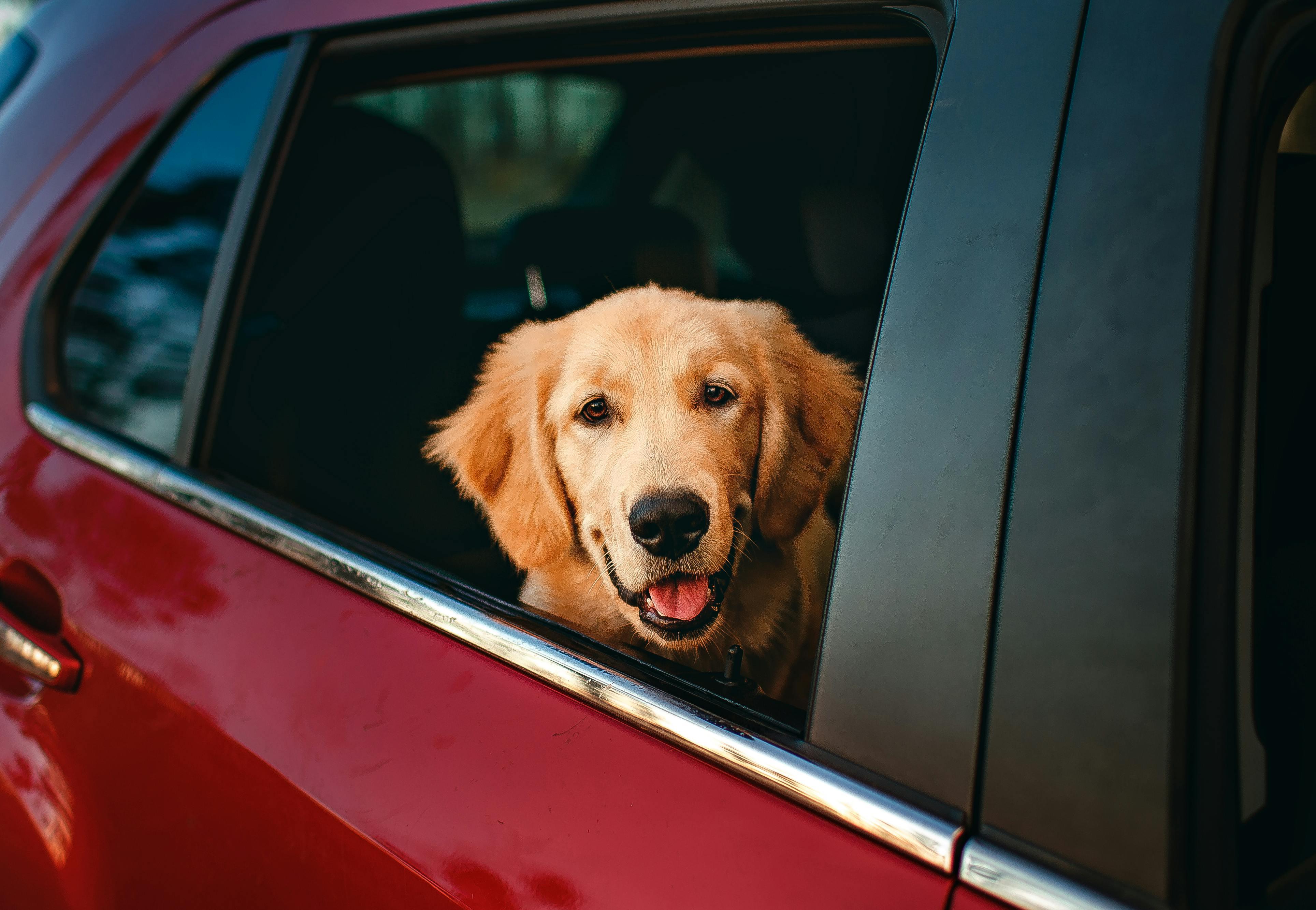Top 5 Tips for Reducing Car Stress in Dogs - DOG GO