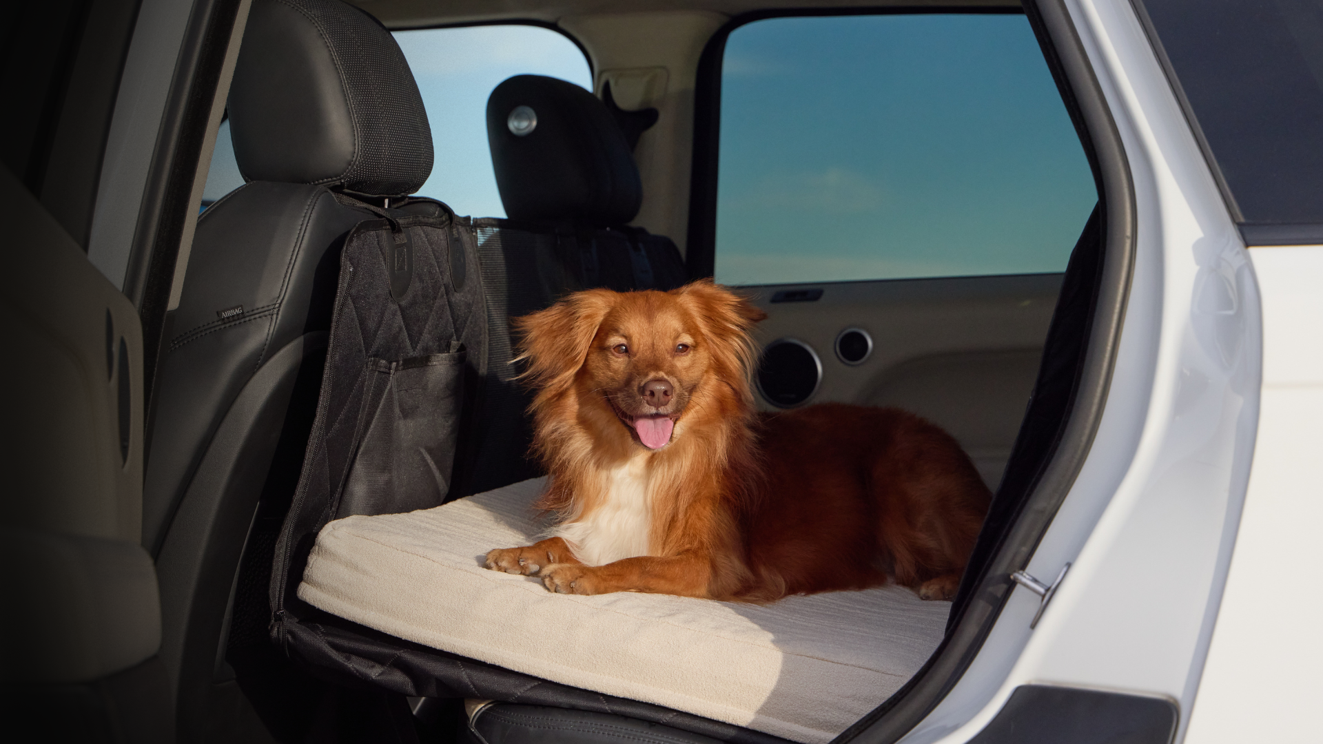 A long-haired brown dog lies on a cream pet bed with a black cover inside a vehicle's back seat, with the open rear door framing the scene.